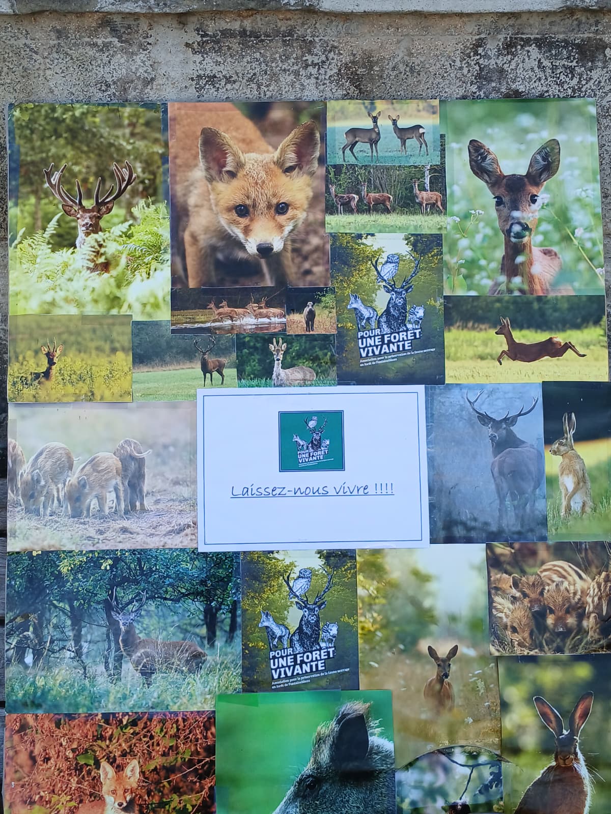 Mobilisation contre la chasse à courre à Fontainebleau